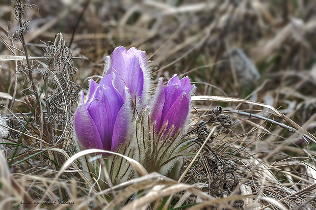 poniklec veľkokvetý Pulsatilla grandis Wender.