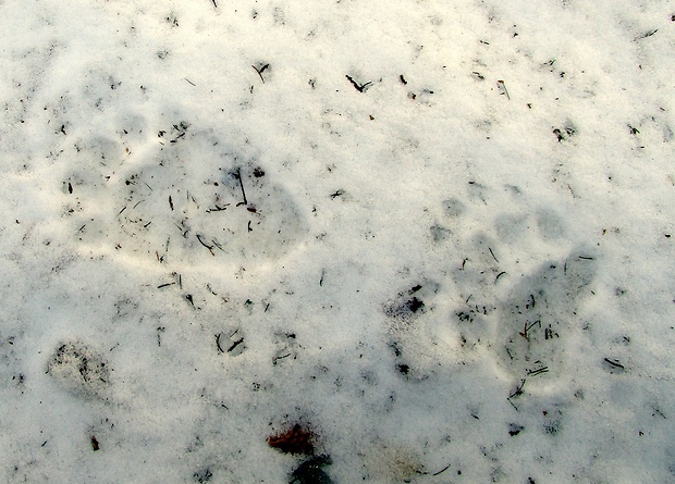 medveď hnedý - stopa  Ursus arctos
