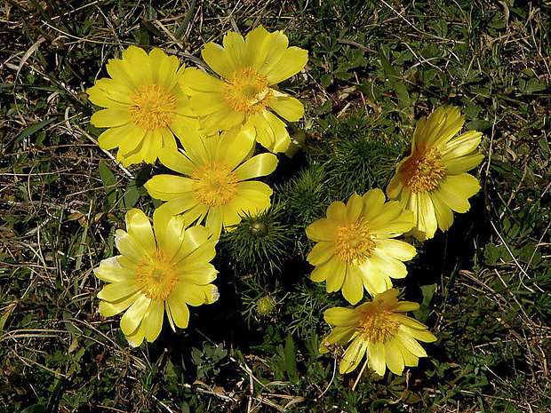 hlaváčik jarný Adonis vernalis L.