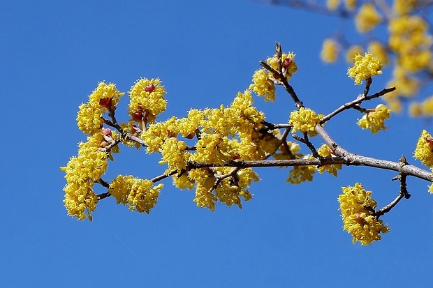 drieň obyčajný Cornus mas L.