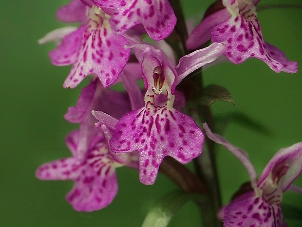 vstavačovec škvrnitý pravý ? Dactylorhiza maculata subsp. maculata (L.) Soó