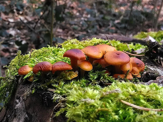 plamienka Flammulina sp.