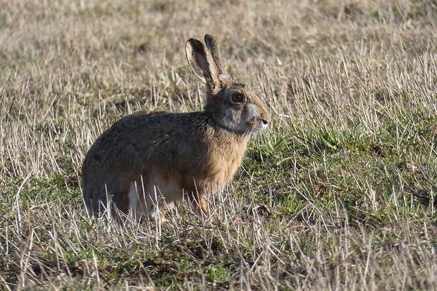 zajac poľný Lepus europaeus