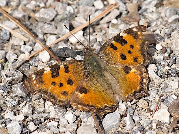 bábôčka brestová Nymphalis polychloros