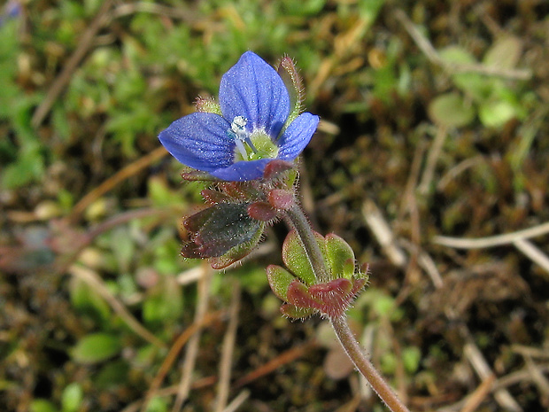 veronika trojúkrojková Veronica triphyllos L.