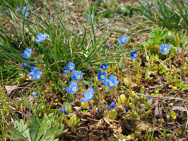 veronika trojúkrojková Veronica triphyllos L.