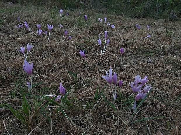 jesienka obyčajná Colchicum autumnale