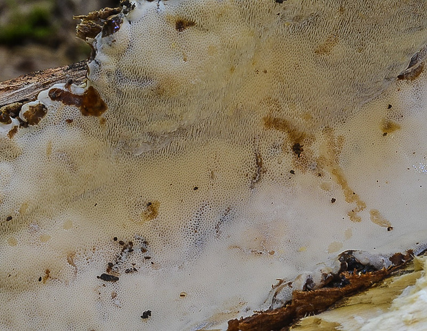 smolokôrovka buková Ischnoderma resinosum (Schrad.) P. Karst.