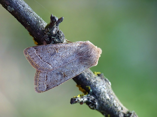 mora lipová Orthosia cerasi