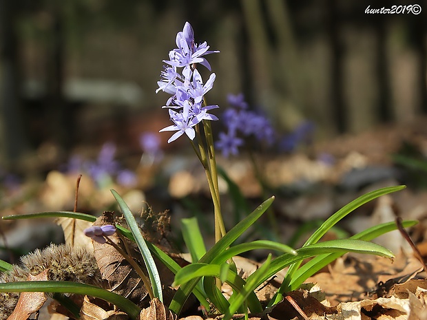 scila dvojlistá Scilla bifolia agg. L.