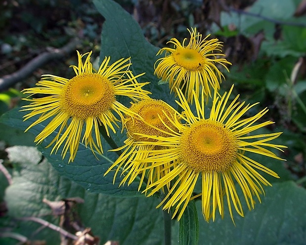 telekia ozdobná Telekia speciosa (Schreb.) Baumg.