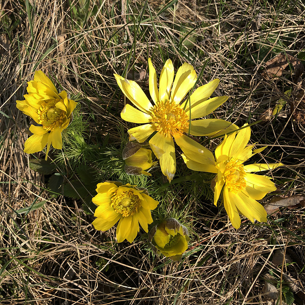 hlaváčik jarný Adonis vernalis L.