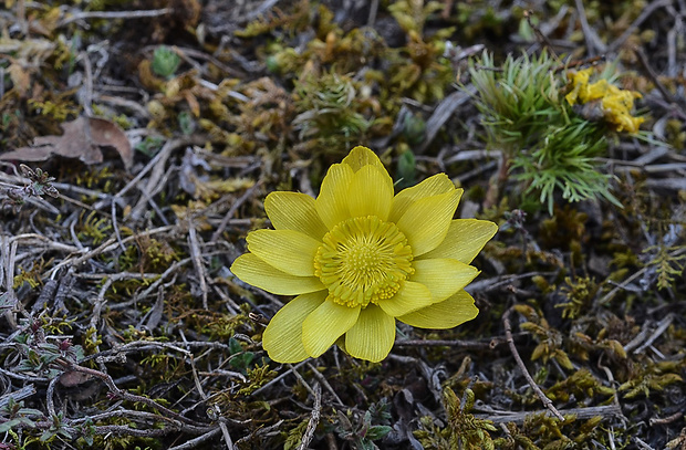 hlaváčik jarný Adonis vernalis L.