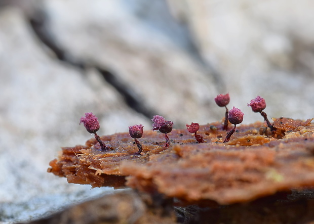 slizovka Cribraria purpurea var. purpurea Schrad.