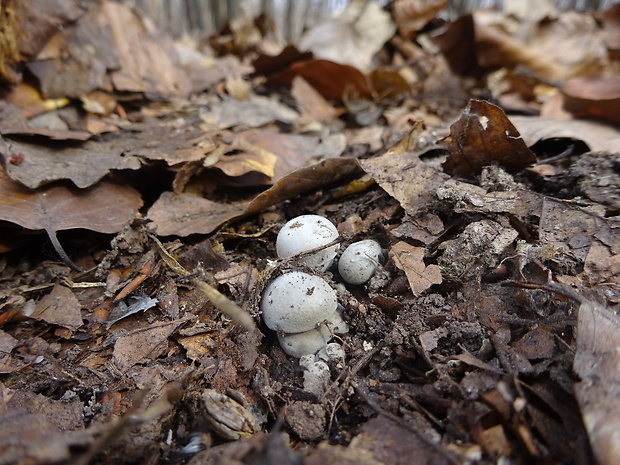 šťavnačka marcová Hygrophorus marzuolus (Fr.) Bres.