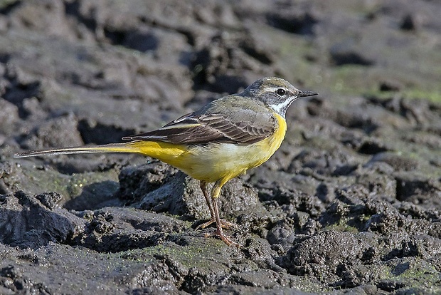 trasochvost horský  Motacilla cinerea