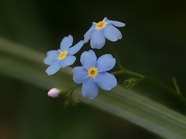 nezábudka Myosotis sp.