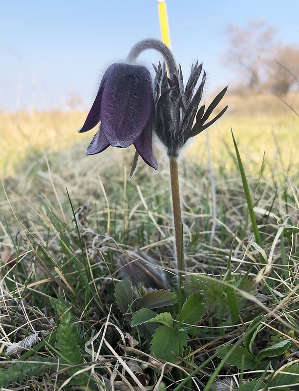 poniklec lúčny český Pulsatilla pratensis subsp. bohemica Skalický