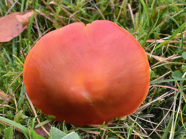 lúčnica granátovočervená Hygrocybe punicea (Fr.) P. Kumm.