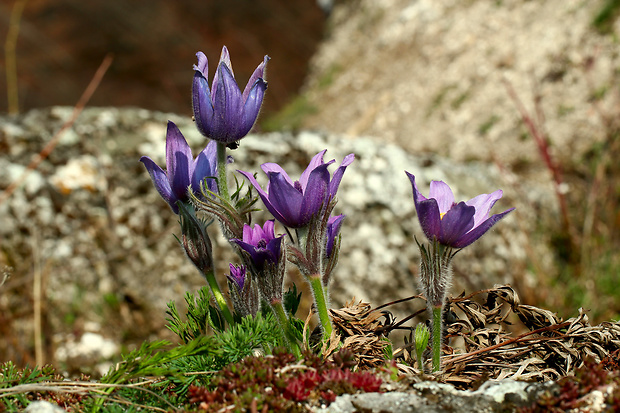 poniklec Pulsatilla sp.