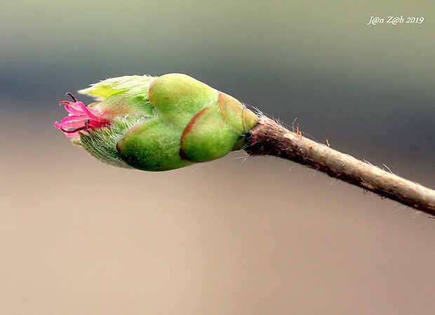 lieska obyčajná Corylus avellana L.