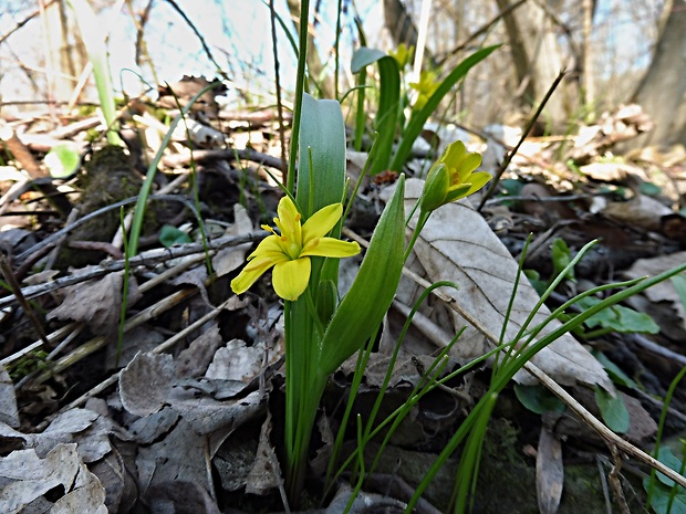 krivec žltý Gagea lutea (L.) Ker Gawl.