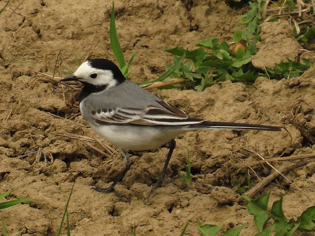 Trasochvost biely  Motacilla alba