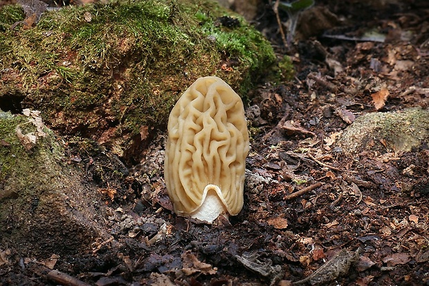 smrčkovec český Verpa bohemica (Krombh.) J. Schröt.