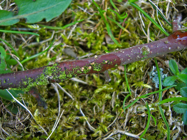 pezicula sp.