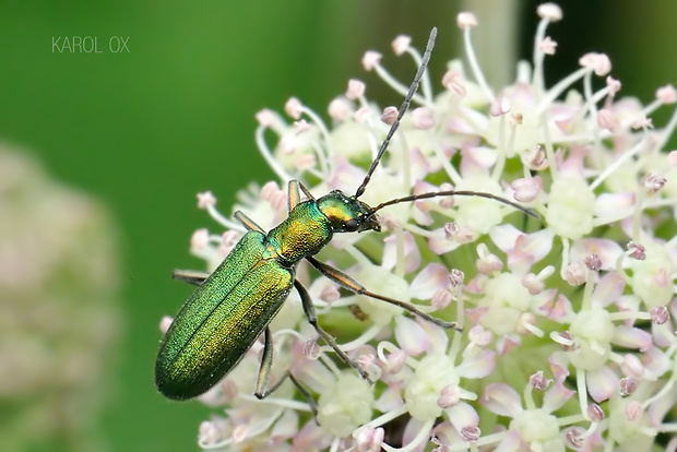 stehnáč Chrysanthia viridissima