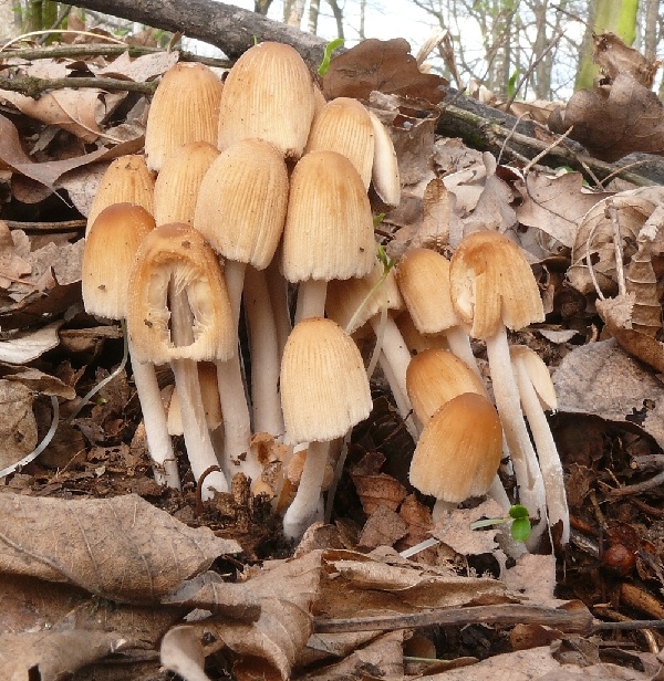 hnojník ligotavý Coprinellus micaceus (Bull.) Vilgalys, Hopple & Jacq. Johnson