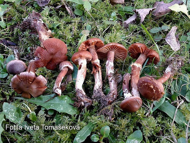 pavučinovec protivný Cortinarius nauseosmus Bidaud, Moënne-Locc. & Reumaux