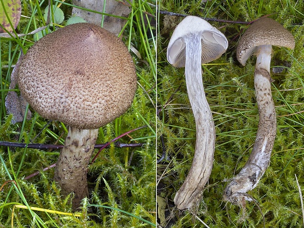 pavučinovec obrúčkatý Cortinarius pholideus (Lilj.) Fr.