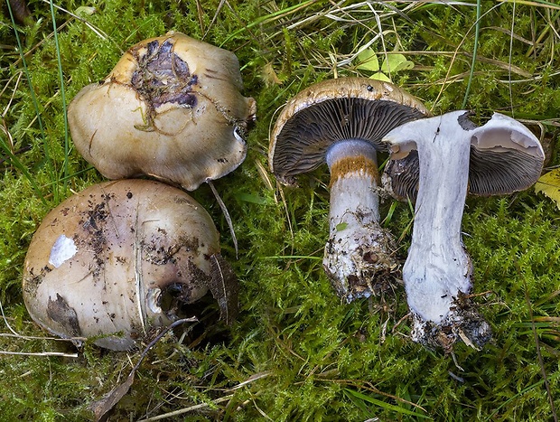 pavučinovec purpurovoškvrnitý Cortinarius purpurascens Fr.