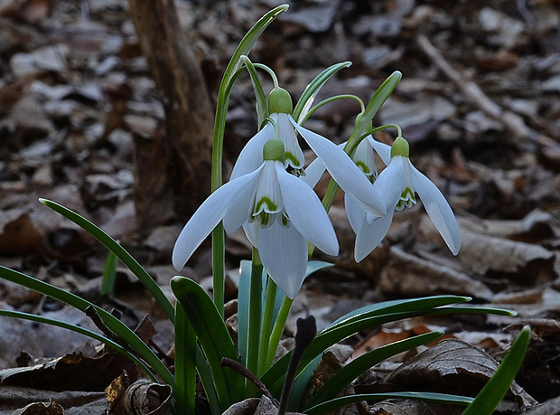 snežienka jarná Galanthus nivalis L.