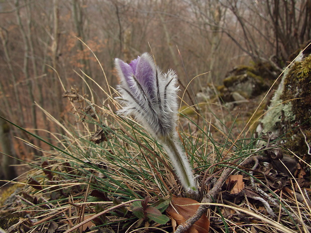 poniklec slovenský Pulsatilla slavica Reuss