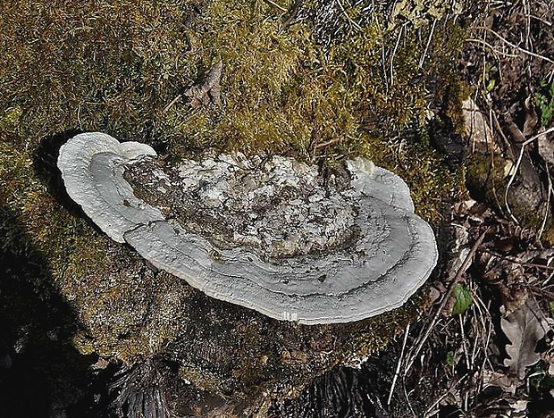 trúdnikovec hrbatý Trametes gibbosa (Pers.) Fr.