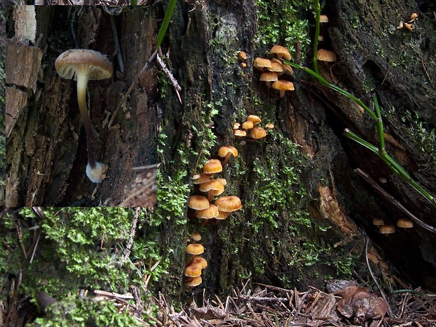 tanečnička zvončekovitá Xeromphalina campanella (Batsch) Maire