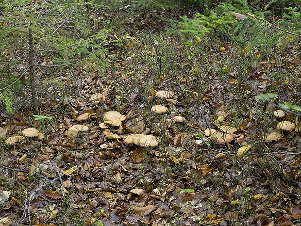 pavučinovec Pearsonov Cortinarius pearsonii P.D. Orton