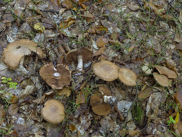 pavučinovec Pearsonov Cortinarius pearsonii P.D. Orton