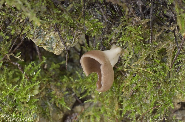 chriapač voňavý  Helvella confusa Harmaja