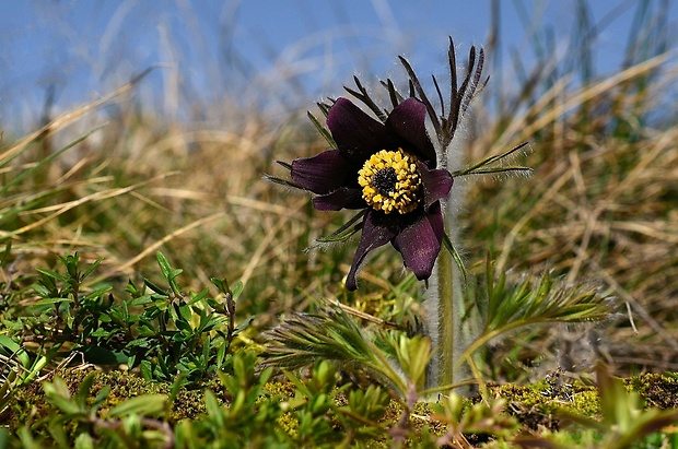 poniklec lúčny český Pulsatilla pratensis subsp. bohemica Skalický