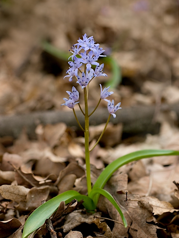 scila karpatská Scilla kladnii Schur