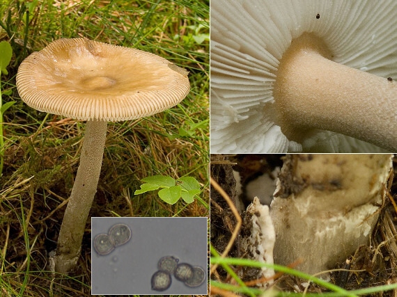 muchotrávka oranžová Amanita crocea (Quél.) Singer