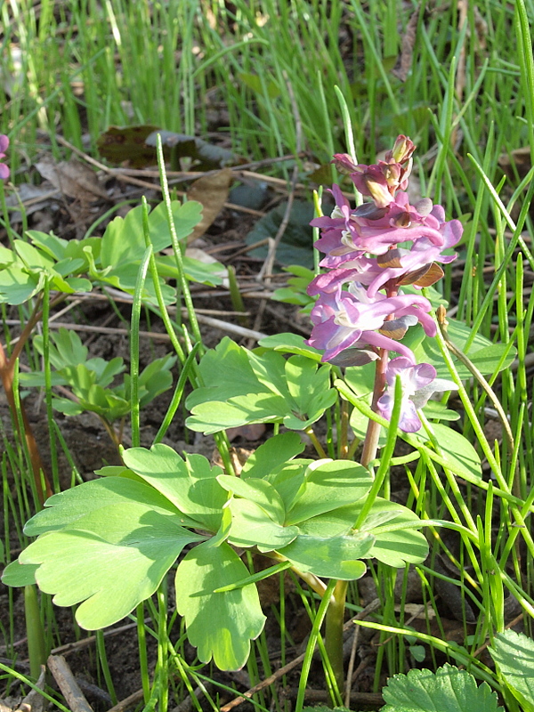 chochlačka Corydalis sp.