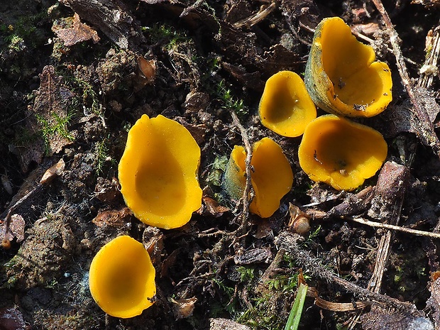 pohárovka ohnivá Caloscypha fulgens (Pers.) Boud.