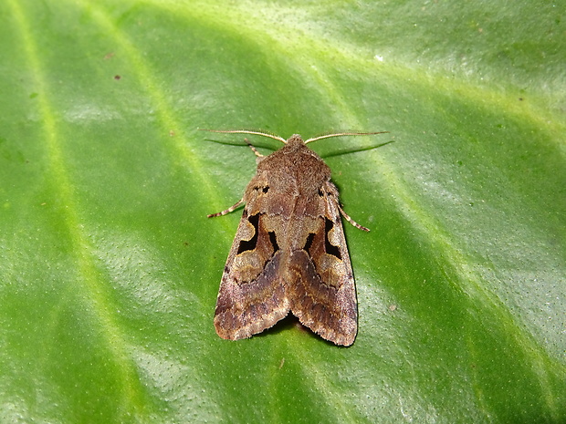 mora ovocná Orthosia gothica