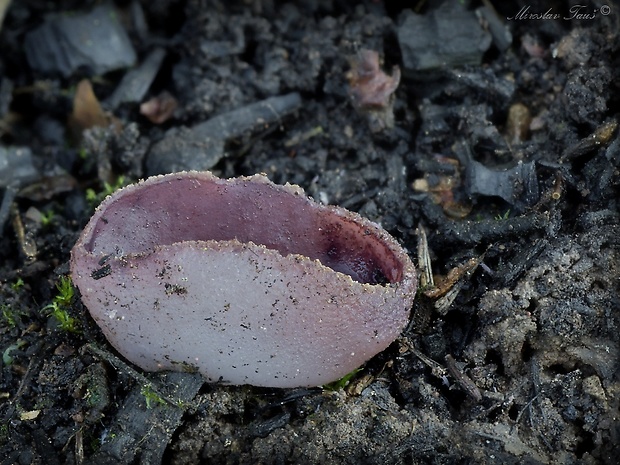 čiaška Peziza sp.