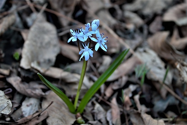 scila severná bukovská Scilla drunensis subsp. buekkensis (Speta) Kereszty