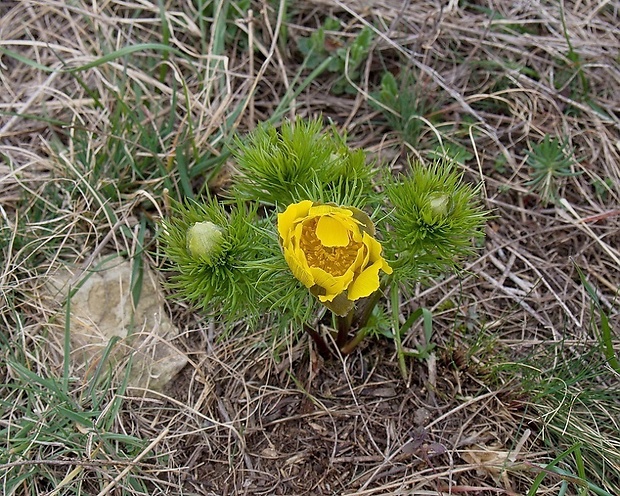 hlaváčik jarný Adonis vernalis L.